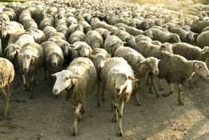 ovejas-3